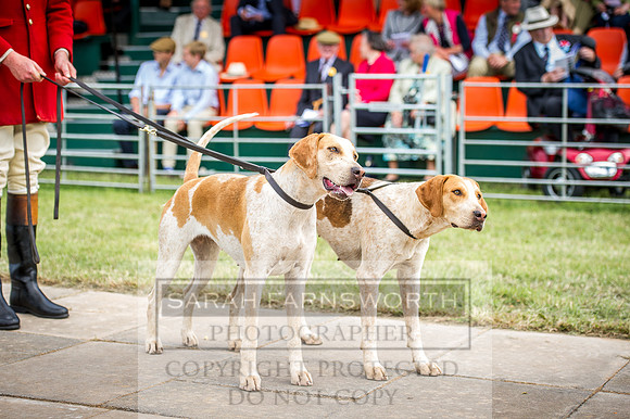 Honiton Hound Show 2016-199