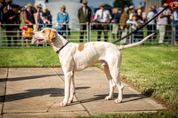 Honiton Hound Show 2016-10