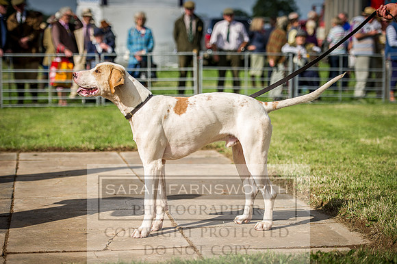 Honiton Hound Show 2016-10