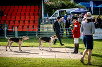 Honiton Hound Show 2016-3