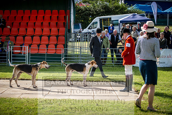 Honiton Hound Show 2016-3