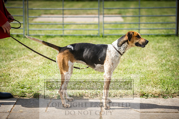 Honiton Hound Show 2016-117