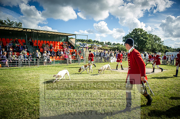 Honiton Hound Show 2016-259