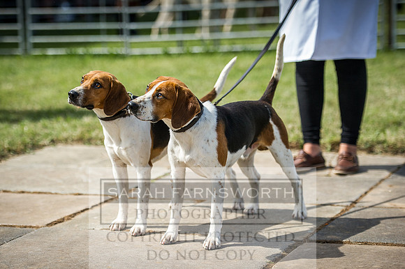 Honiton Hound Show 2016-70