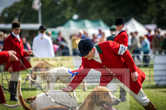 Honiton Hound Show 2016-28