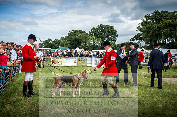 Honiton Hound Show 2016-153