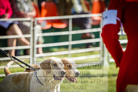 Honiton Hound Show 2016-253