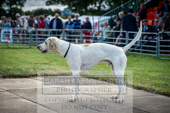 Honiton Hound Show 2016-66