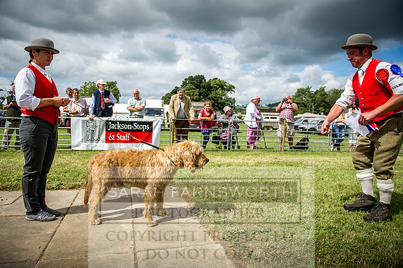 Honiton Hound Show 2016-161