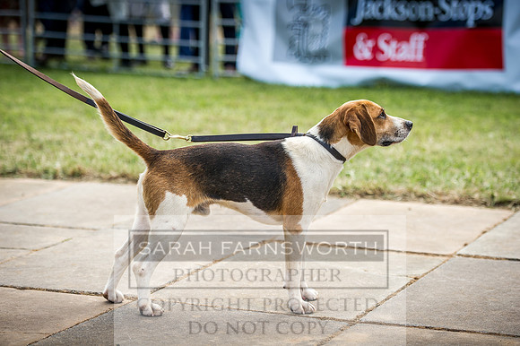 Honiton Hound Show 2016-100