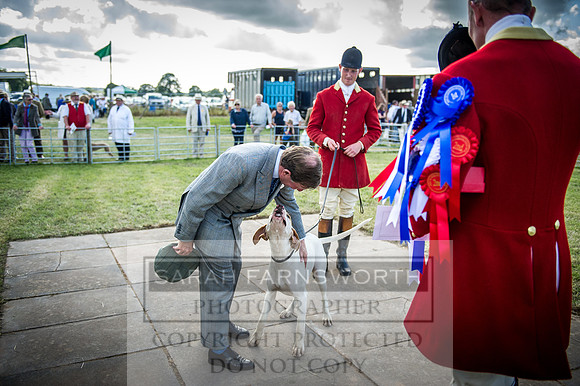 Honiton Hound Show 2016-268