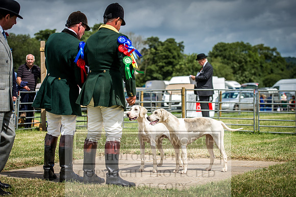 Honiton Hound Show 2016-142