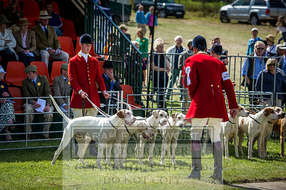 Honiton Hound Show 2016-86