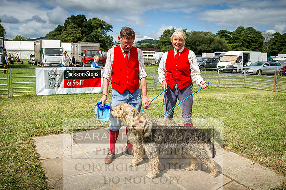 Honiton Hound Show 2016-171