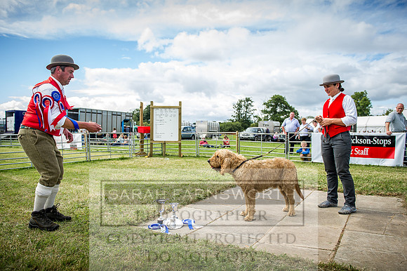 Honiton Hound Show 2016-192