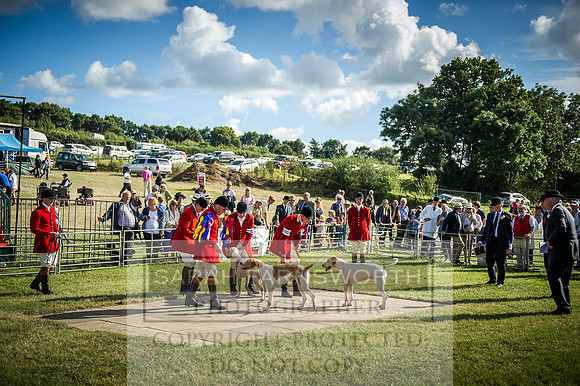 Honiton Hound Show 2016-260