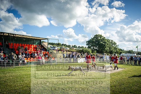 Honiton Hound Show 2016-257
