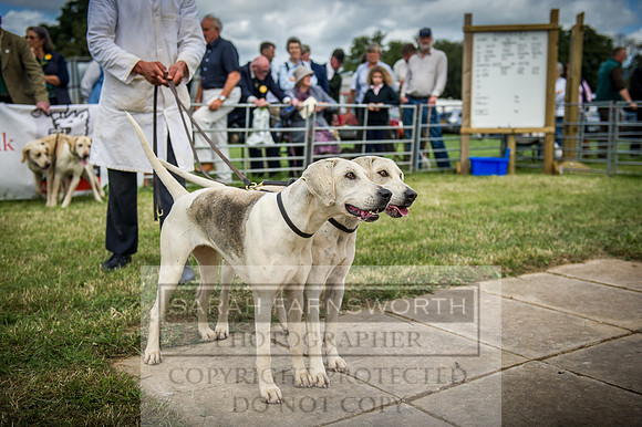 Honiton Hound Show 2016-97