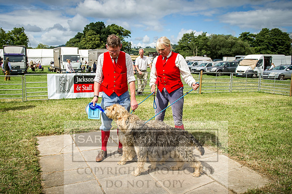 Honiton Hound Show 2016-170