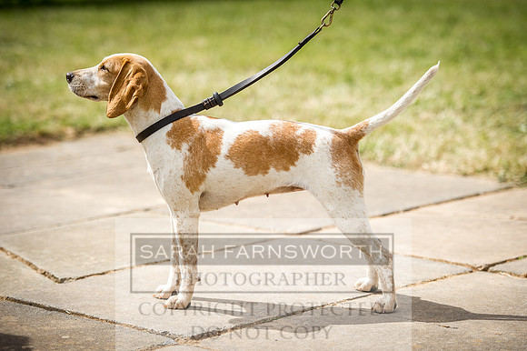 Honiton Hound Show 2016-177