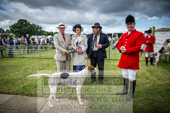 Honiton Hound Show 2016-41