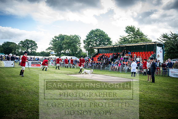 Honiton Hound Show 2016-63