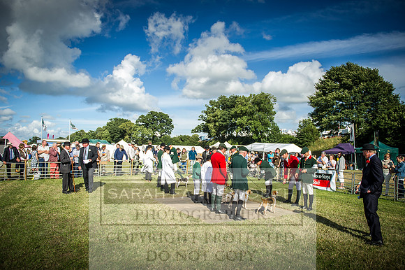 Honiton Hound Show 2016-250