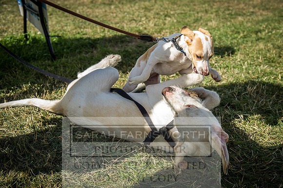 Honiton Hound Show 2016-228