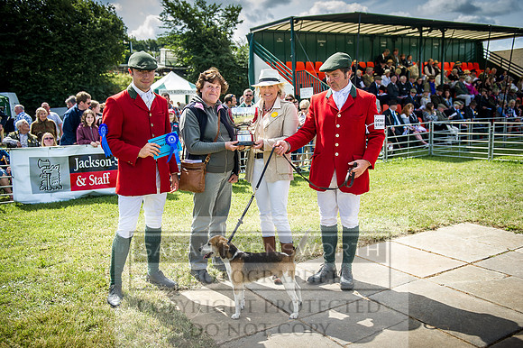Honiton Hound Show 2016-89