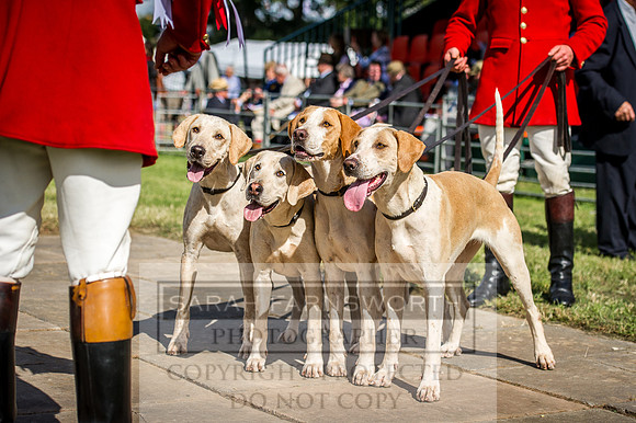 Honiton Hound Show 2016-224