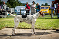 Honiton Hound Show 2016-12