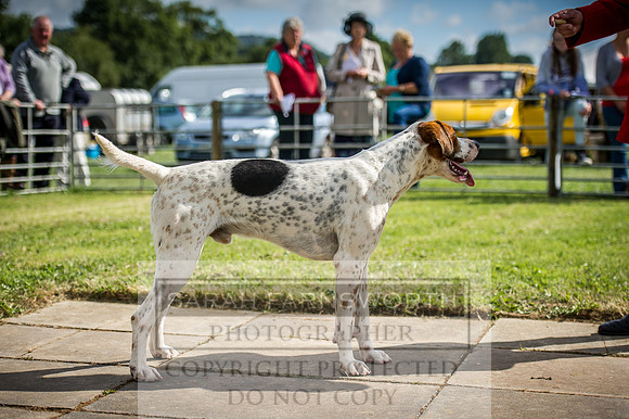 Honiton Hound Show 2016-12