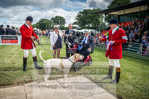 Honiton Hound Show 2016-111