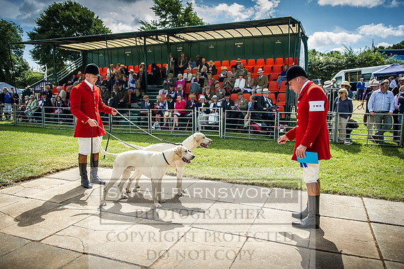 Honiton Hound Show 2016-78