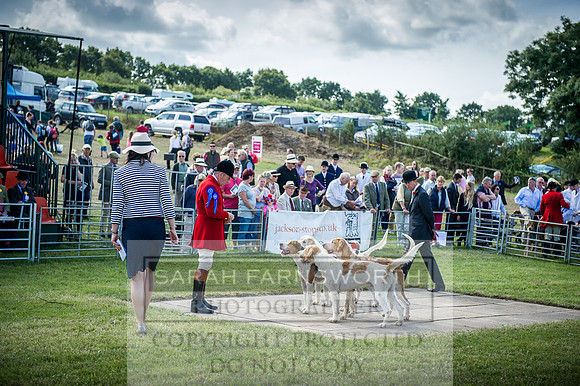 Honiton Hound Show 2016-84