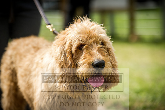 Honiton Hound Show 2016-163