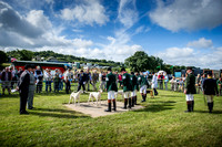 Honiton Hound Show 2016-4