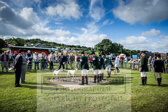 Honiton Hound Show 2016-4