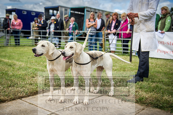 Honiton Hound Show 2016-98