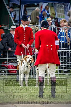Honiton Hound Show 2016-50