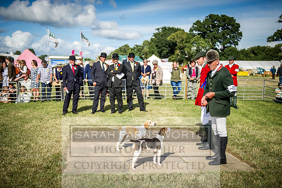 Honiton Hound Show 2016-237
