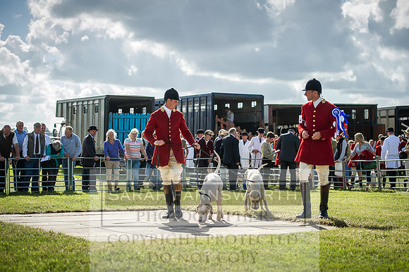 Honiton Hound Show 2016-251