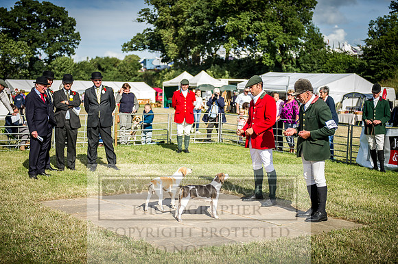 Honiton Hound Show 2016-235