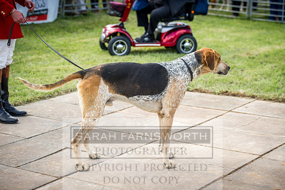 Honiton Hound Show 2016-103