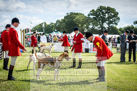 Honiton Hound Show 2016-26
