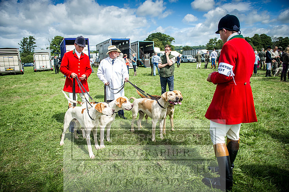 Honiton Hound Show 2016-80