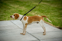 Builth Wells Hound Show 15-16