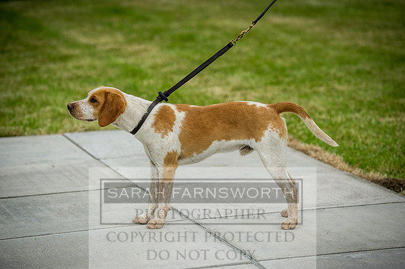 Builth Wells Hound Show 15-16