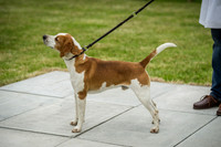 Builth Wells Hound Show 15-5