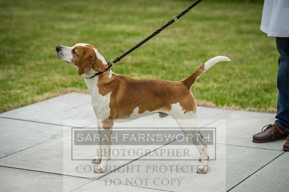 Builth Wells Hound Show 15-5